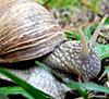 schnecke