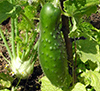 mischbeet saubohne